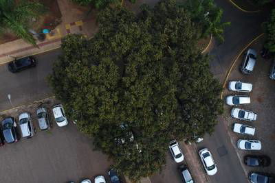 Sample image from Tree Species Detection