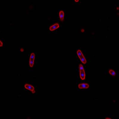 Sample image from DeepBacs E. Coli