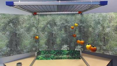 Sample image from Mini-Orchards