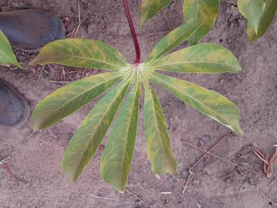 Sample image from Makerere University Cassava