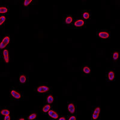 Sample image from DeepBacs E. Coli