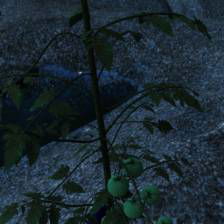 Sample image from Synthetic Plants