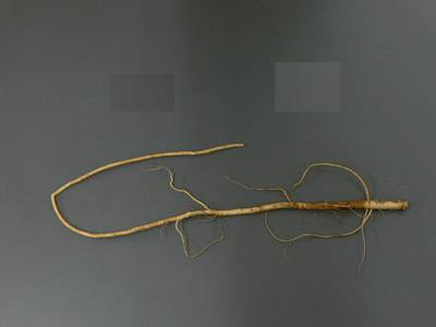 Sample image from Alfalfa Roots