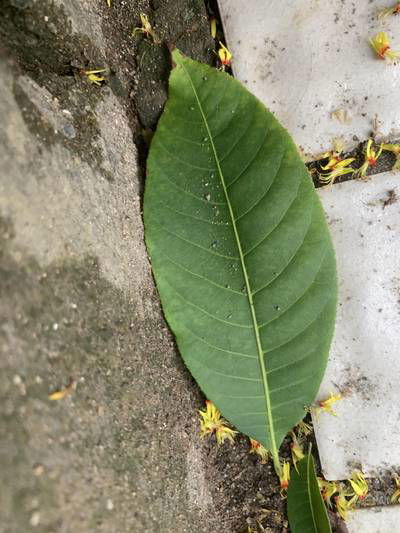 Sample image from Urban Street: Leaf