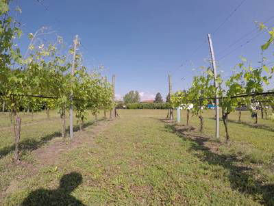 Sample image from Vineyard Rows