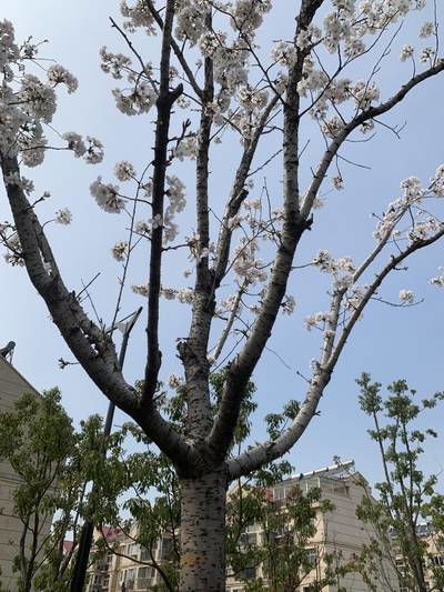 Sample image from Urban Street: Branch