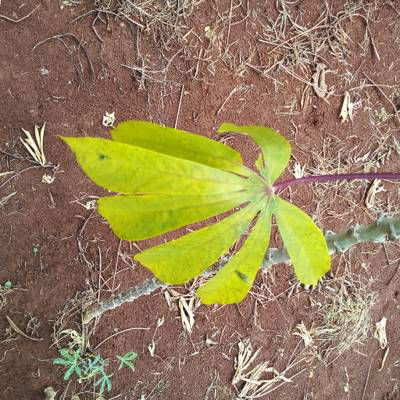 Sample image from Makerere University Cassava