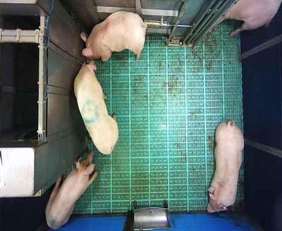 Sample image from Automatic Monitoring of Pigs