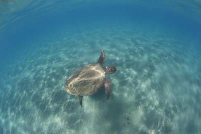 Sample image from Sea Turtle 2022