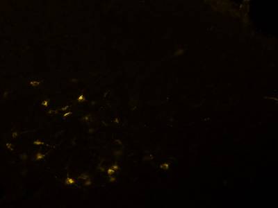 Sample image from Fluorescent Neuronal Cells