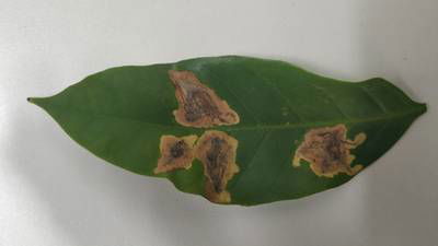 Sample image from Rust and Leaf Miner in Coffee Crop