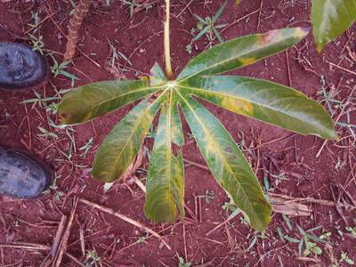 Sample image from Makerere University Cassava