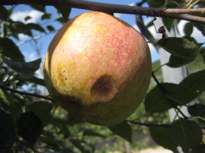 Sample image from Disease Detection in Fruit Images