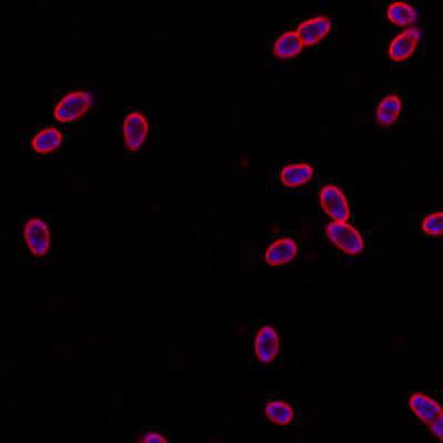 Sample image from DeepBacs E. Coli