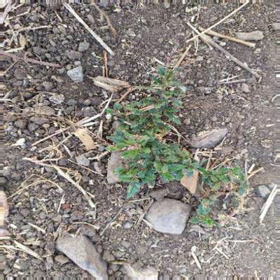 Sample image from Crop and Weed Detection