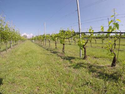 Sample image from Vineyard Rows