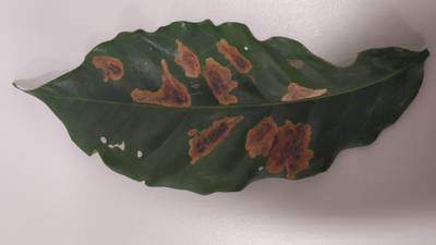 Sample image from Rust and Leaf Miner in Coffee Crop