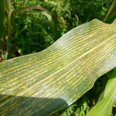 Sample image from Makerere University Maize