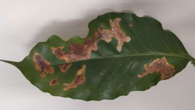 Sample image from Rust and Leaf Miner in Coffee Crop