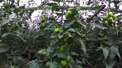 Sample image from AgRobTomato Dataset