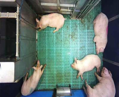 Sample image from Automatic Monitoring of Pigs