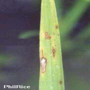 Sample image from Rice Disease