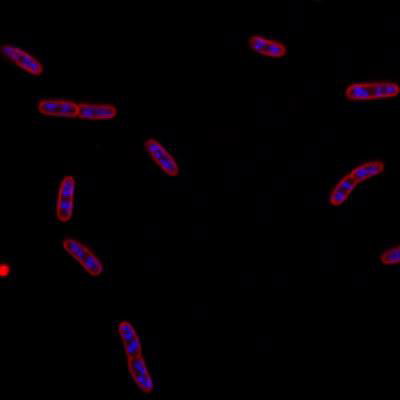 Sample image from DeepBacs E. Coli