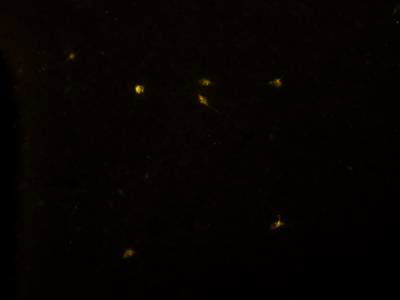 Sample image from Fluorescent Neuronal Cells