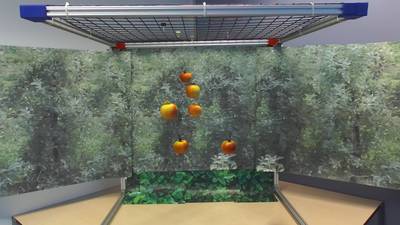 Sample image from Mini-Orchards