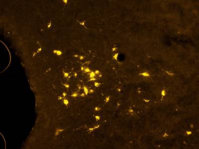 Sample image from Fluorescent Neuronal Cells