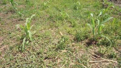 Sample image from Maize-Weed Image