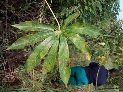 Sample image from Makerere University Cassava