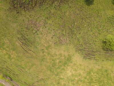 Sample image from Cattle Detection and Counting in UAV Images