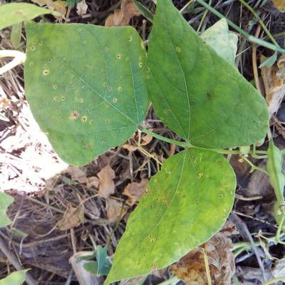 Sample image from Makerere University Beans