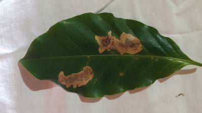 Sample image from Rust and Leaf Miner in Coffee Crop