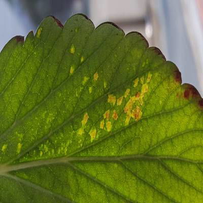 Sample image from Strawberry Disease Detection