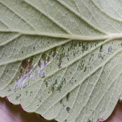 Sample image from Strawberry Disease Detection