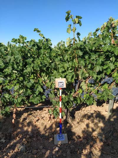 Sample image from AI4Agriculture Grape Dataset