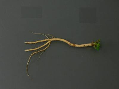 Sample image from Alfalfa Roots