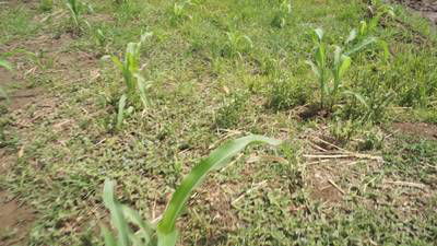 Sample image from Maize-Weed Image