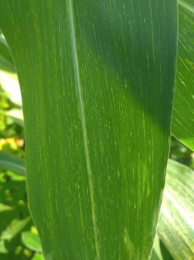 Sample image from Makerere University Maize