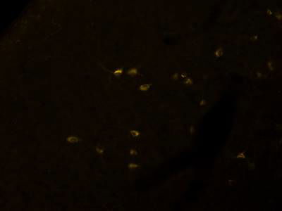 Sample image from Fluorescent Neuronal Cells