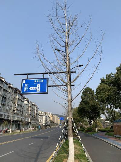 Sample image from Urban Street: Branch