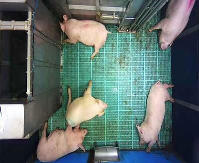 Sample image from Automatic Monitoring of Pigs