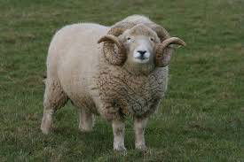 Sample image from Sheep Detection