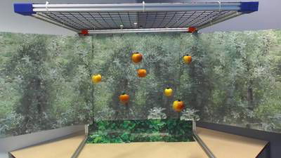 Sample image from Mini-Orchards