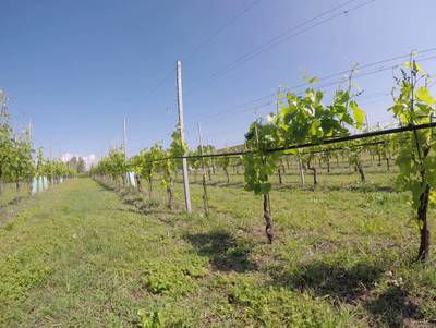 Sample image from Vineyard Rows