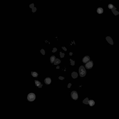 Sample image from Annotated Quantitative Phase Microscopy Cell