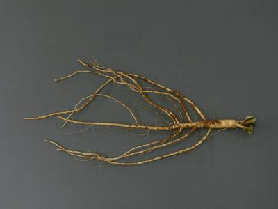 Sample image from Alfalfa Roots