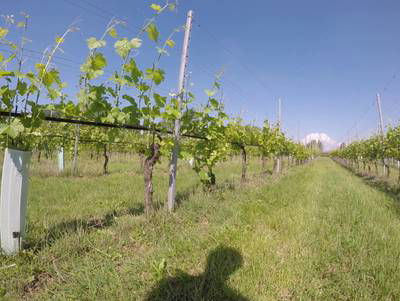 Sample image from Vineyard Rows